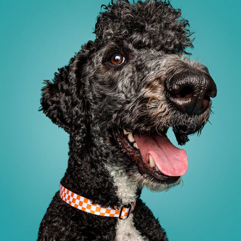 Grover — Chief Vibes Officer (CVO)